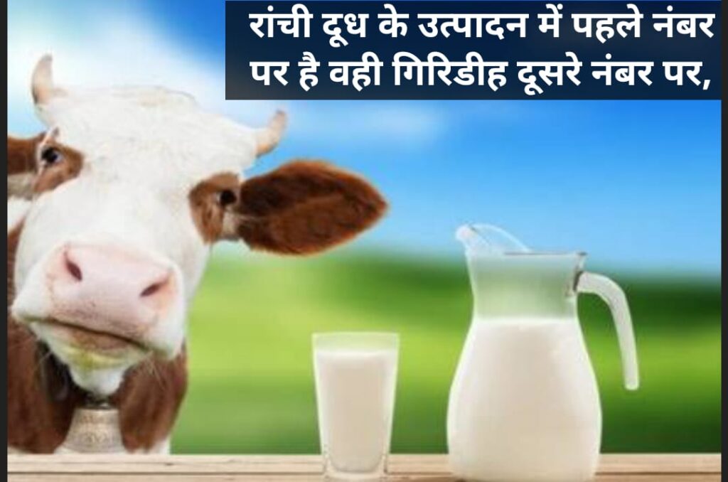 Ranchi leads in milk production in Jharkhand