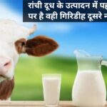 Ranchi leads in milk production in Jharkhand